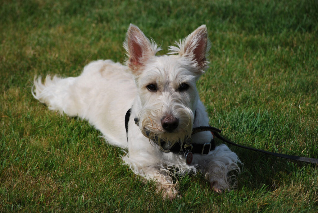 are scottish terriers good dogs