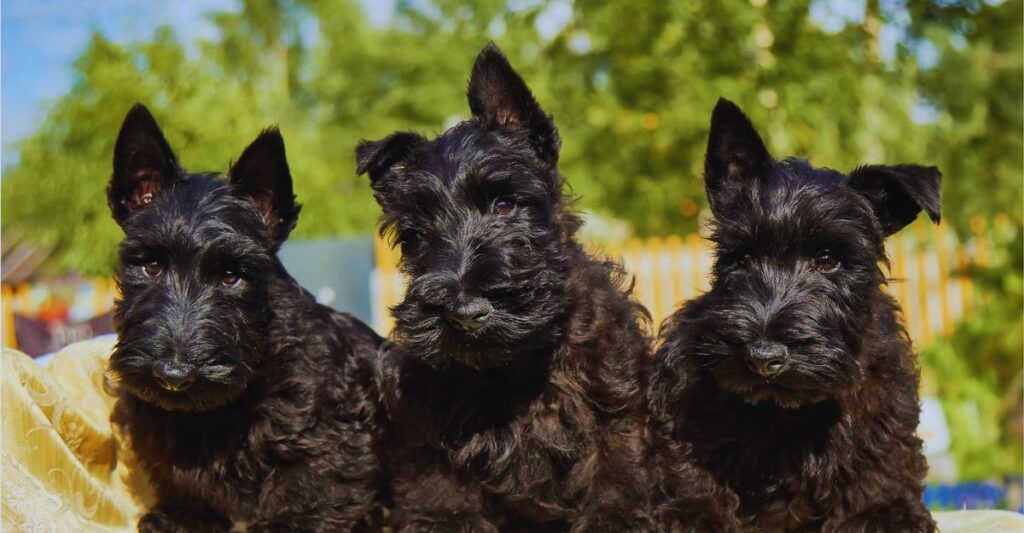 how long do scottish terriers live