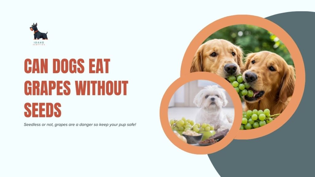 can dogs eat grapes without seeds