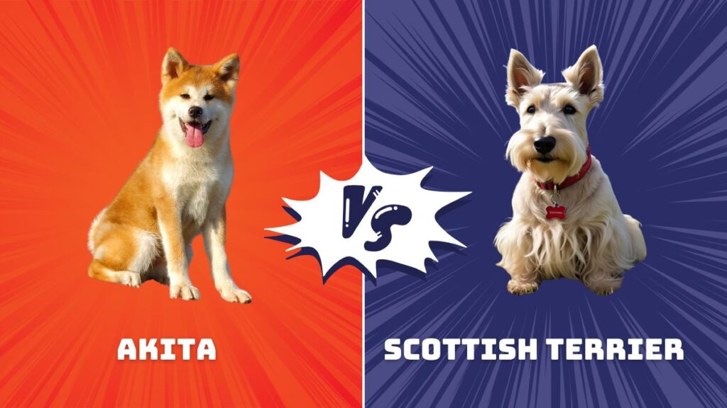 Akita vs Scottish Terrier