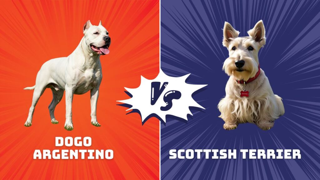 Dogo Argentino vs Scottish Terrier