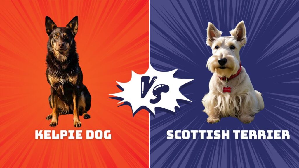 Kelpie Dog vs Scottish Terrier