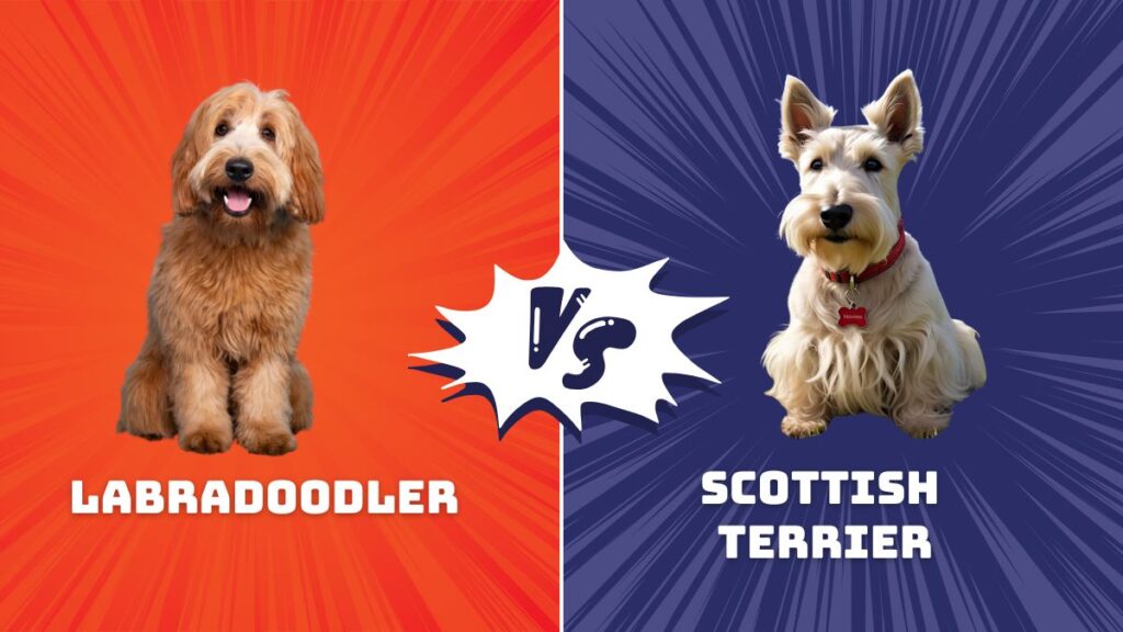 Labradoodle vs Scottish Terrier