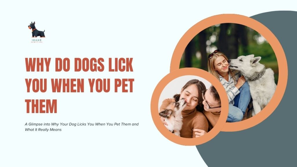 Why Do Dogs Lick You When You Pet Them