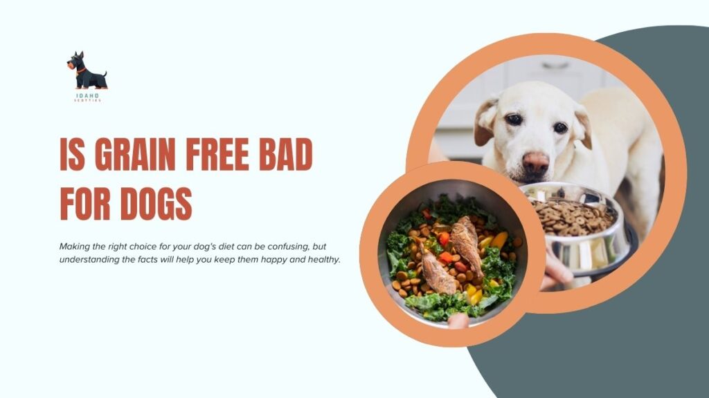 is grain free bad for dogs